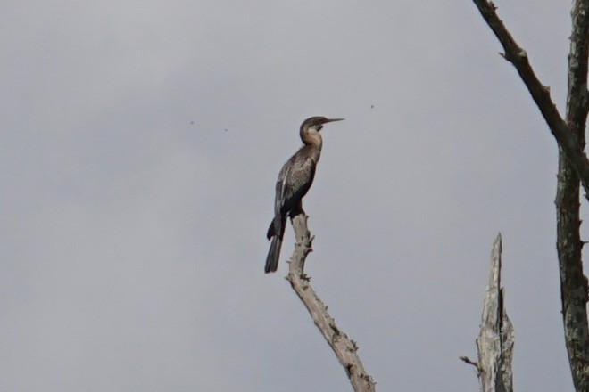 anhinga americká - ML67037031