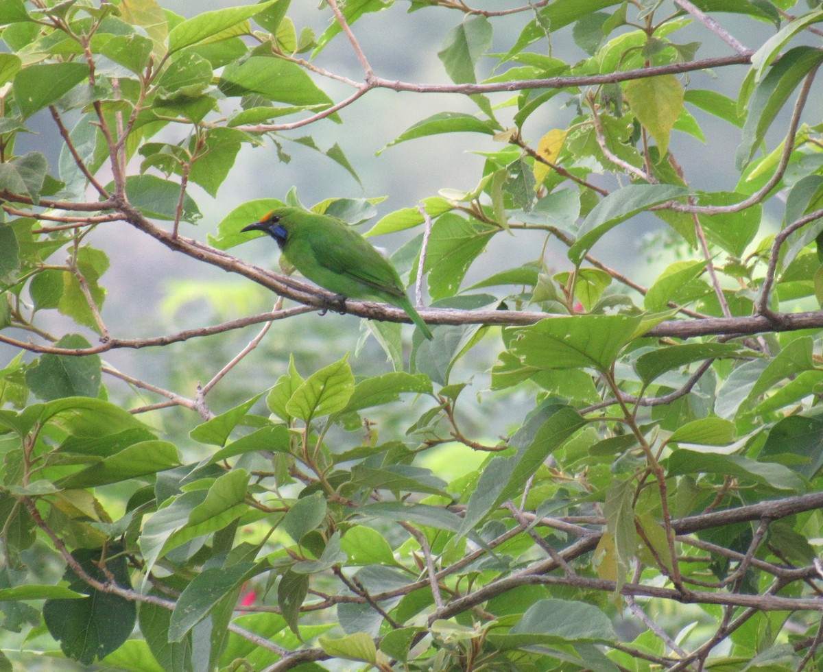 Golden-fronted Leafbird - ML67037231