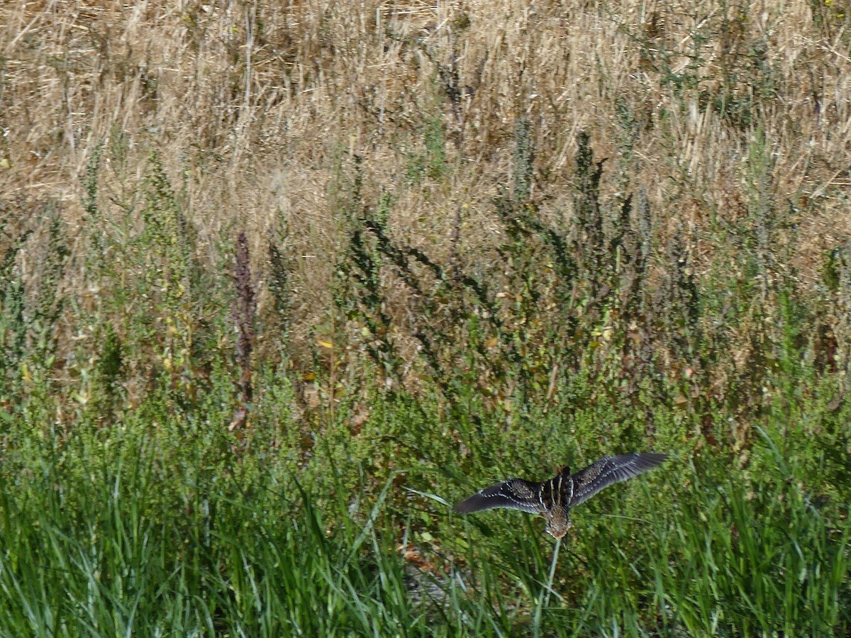 Wilson's Snipe - ML67038321