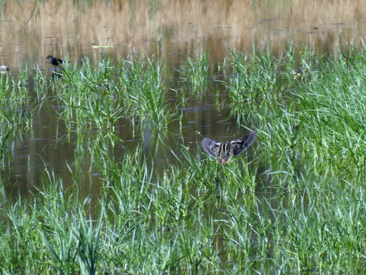 Wilson's Snipe - ML67038331