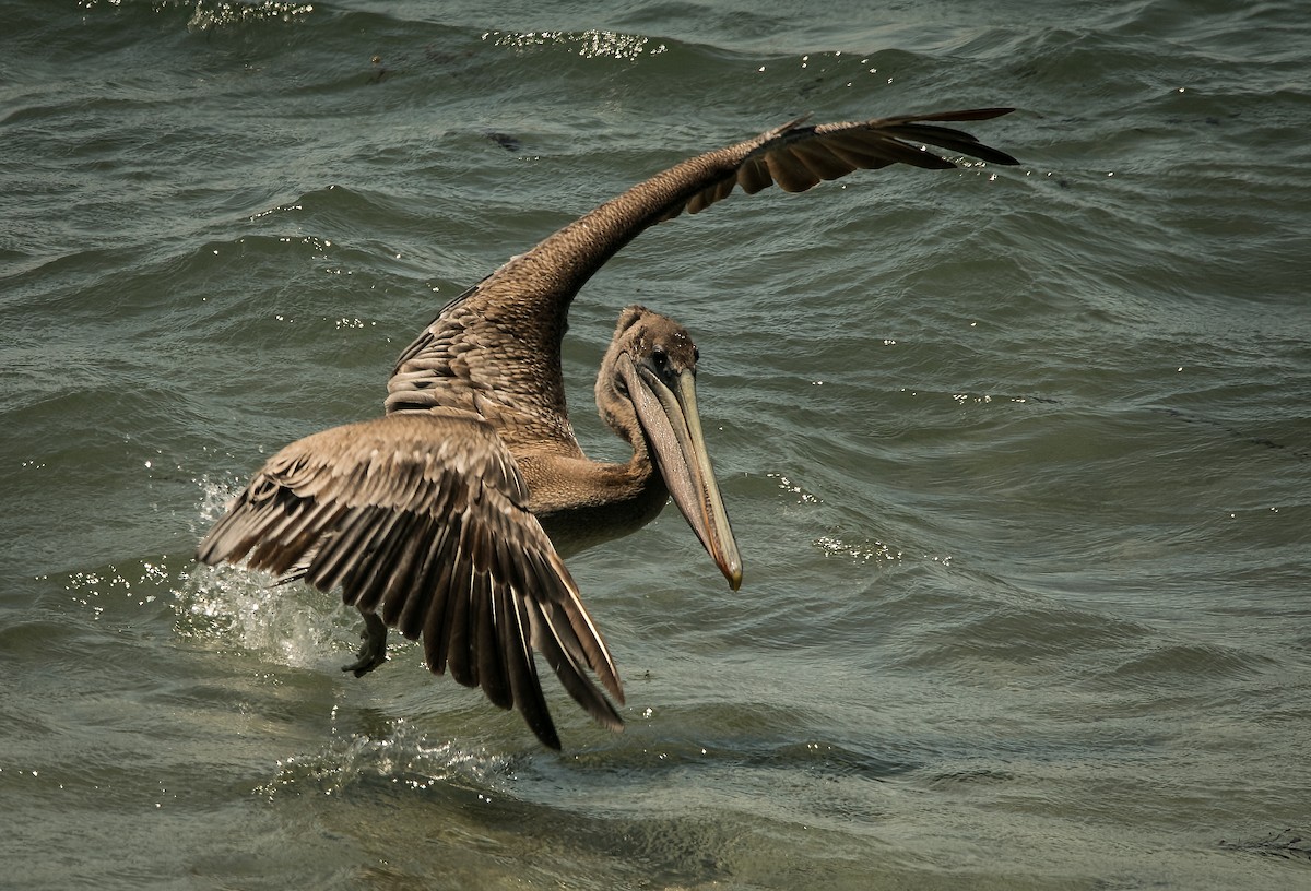 pelikán hnědý - ML67041461