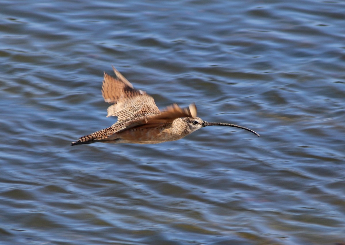 Long-billed Curlew - Andrew S. Aldrich