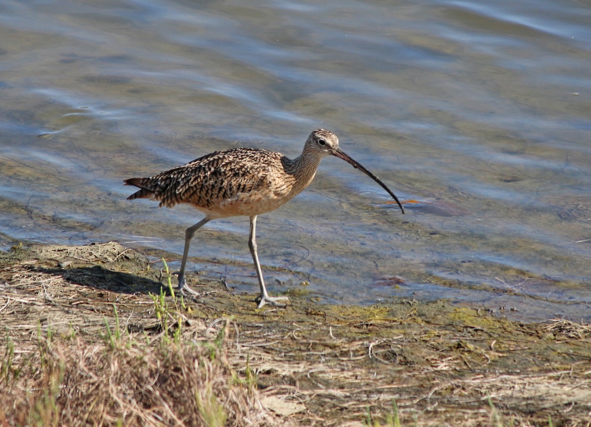 Long-billed Curlew - Andrew S. Aldrich