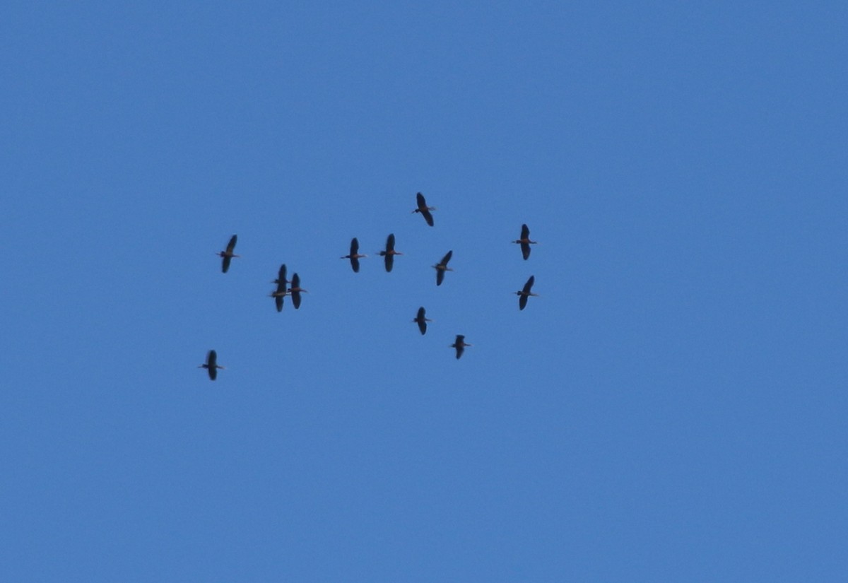 White-faced Ibis - ML67042281