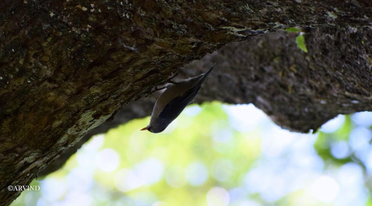 nuthatch sp. - ML67042451