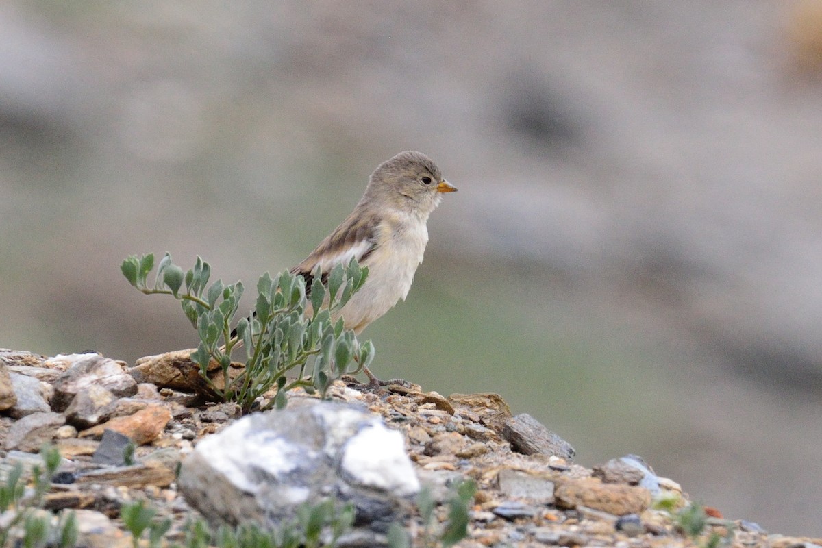 Black-winged Snowfinch - Snehasis Sinha