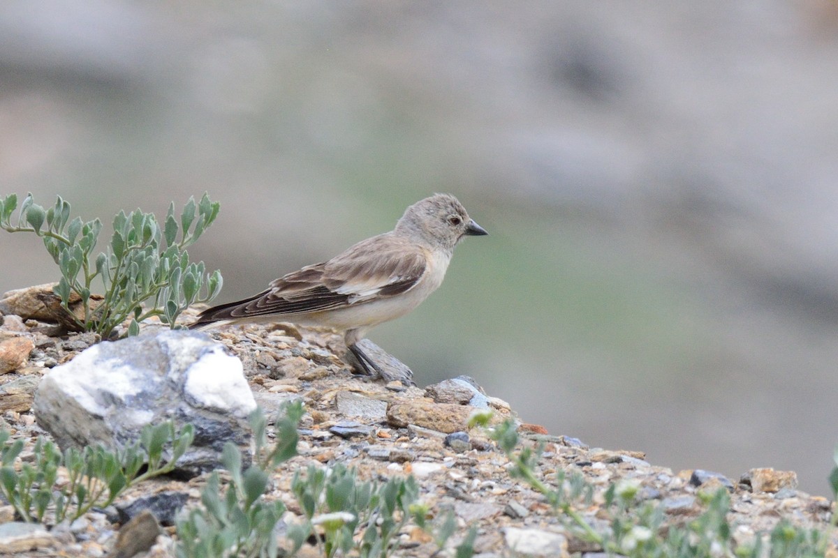 Black-winged Snowfinch - Snehasis Sinha