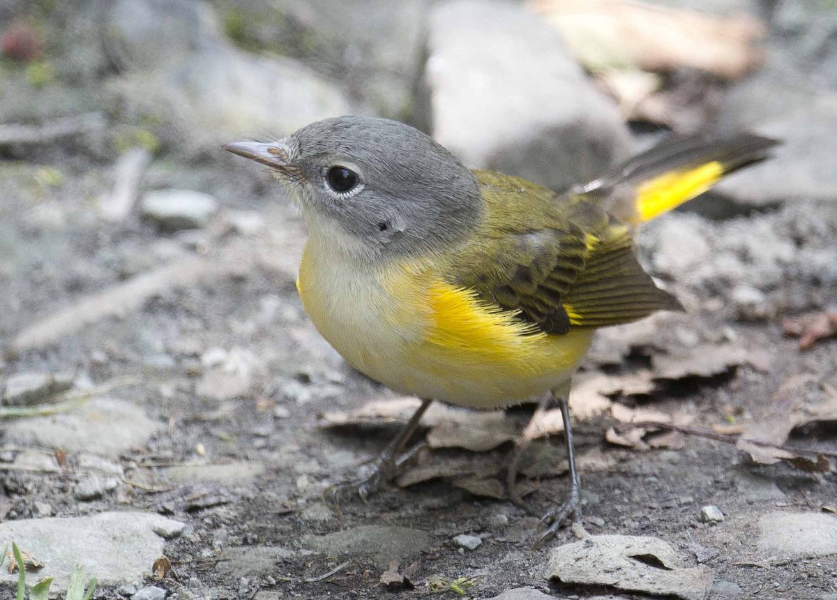 American Redstart - Tom Devecseri