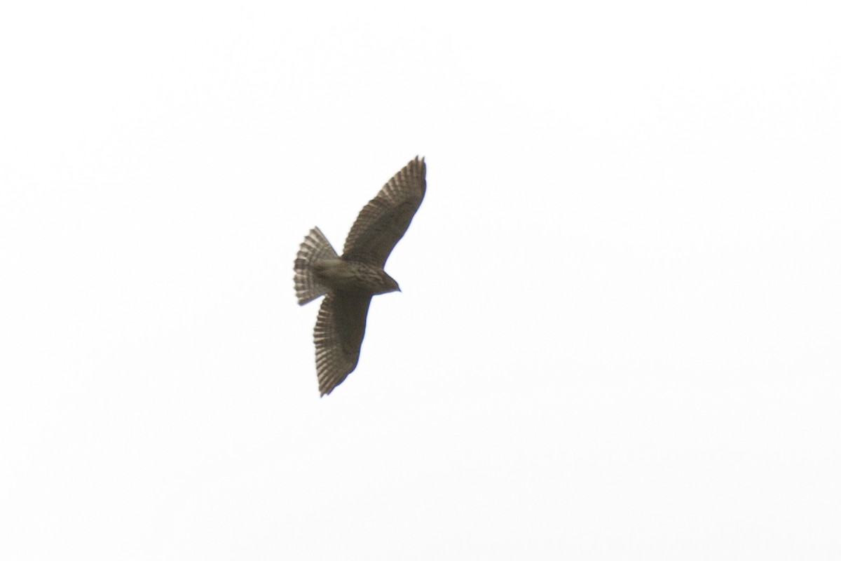 Broad-winged Hawk - ML67045791