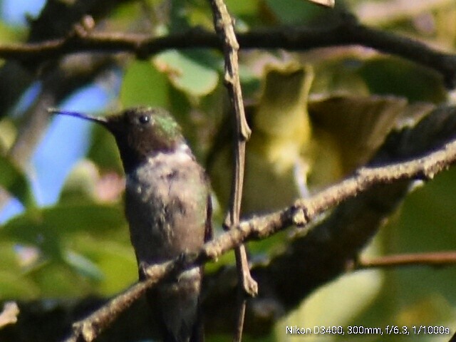 Colibri à gorge rubis - ML67046221