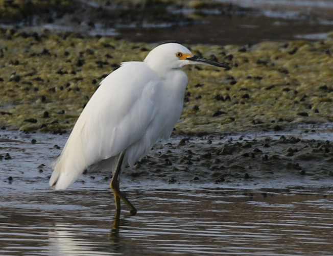 Snowy Egret - C. Jackson