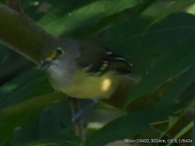 White-eyed Vireo - Kathy Mcallister