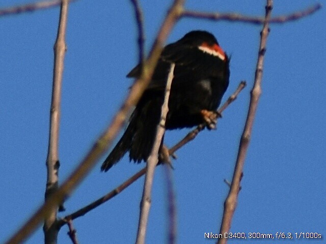 Red-winged Blackbird - ML67047481