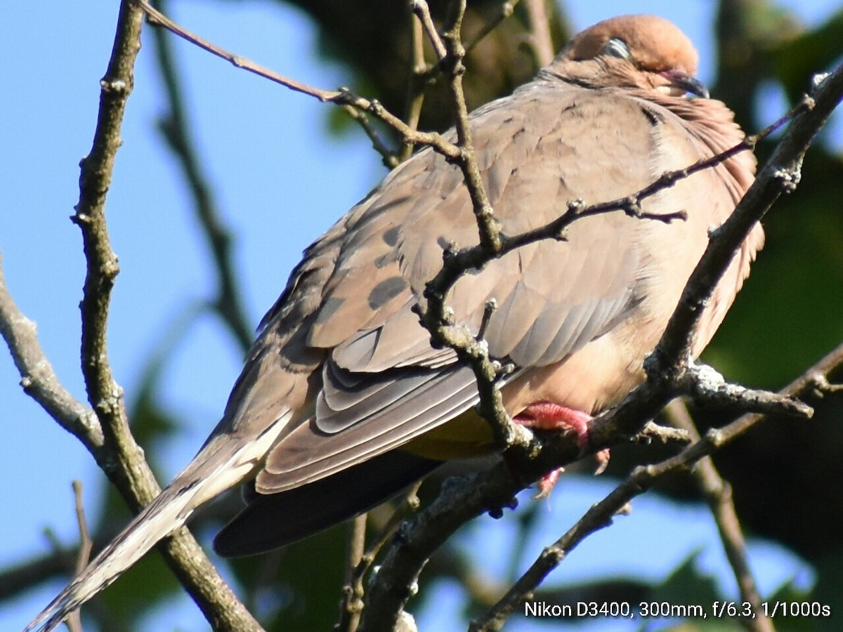 Mourning Dove - ML67047571