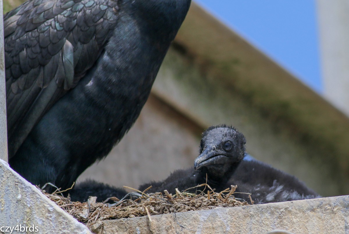 Brandt's Cormorant - ML67047931