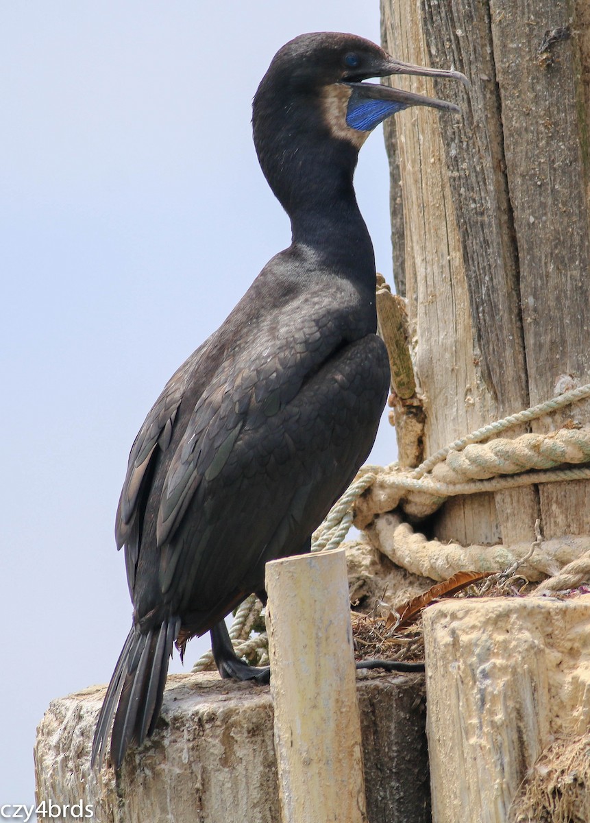 Brandt's Cormorant - ML67047951