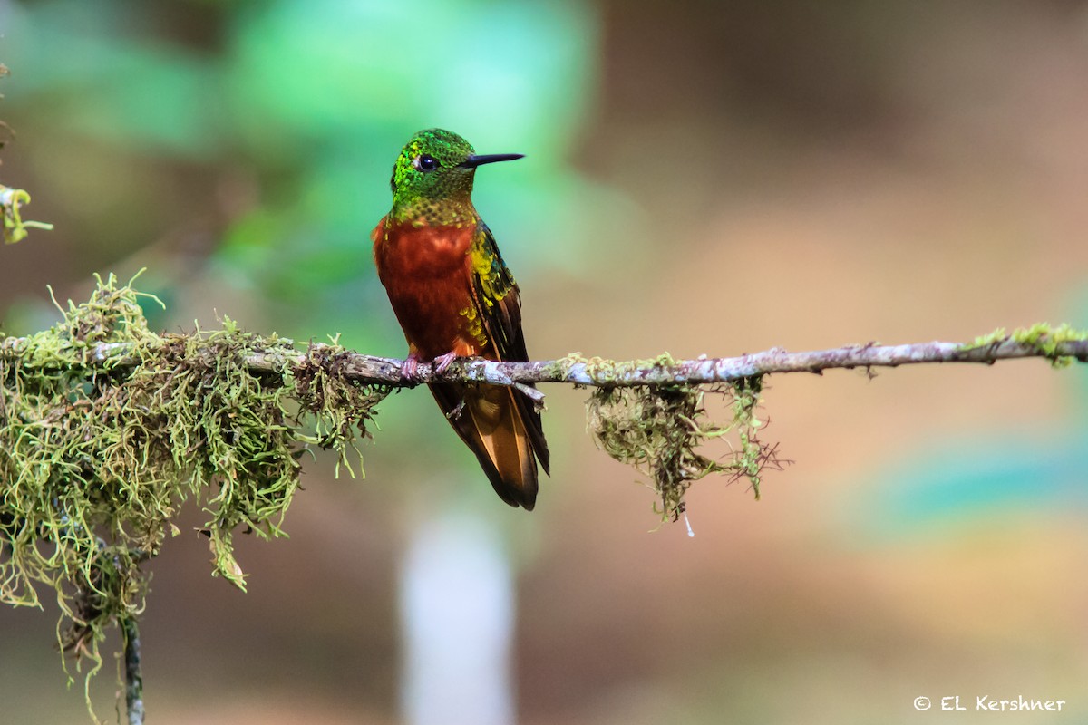 kolibřík peruánský - ML67049401