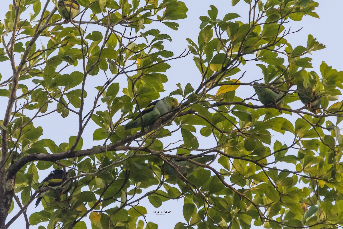 Lilac-tailed Parrotlet - ML67049451