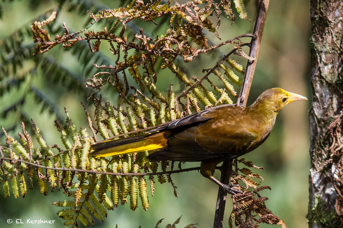 Russet-backed Oropendola - ML67050081