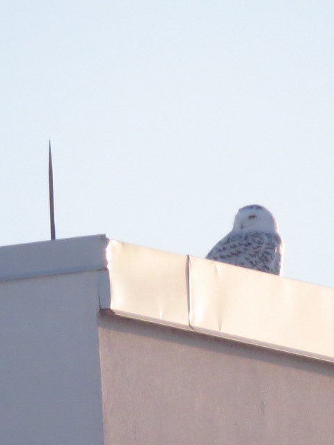 Snowy Owl - Paul Fortin MTL