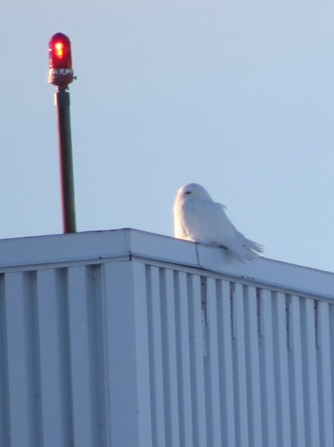 Белая сова - ML67052031