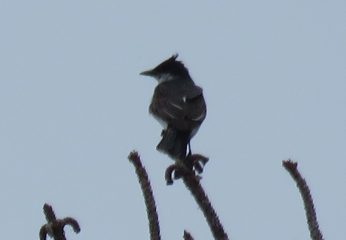 Eastern Kingbird - Robert Winter