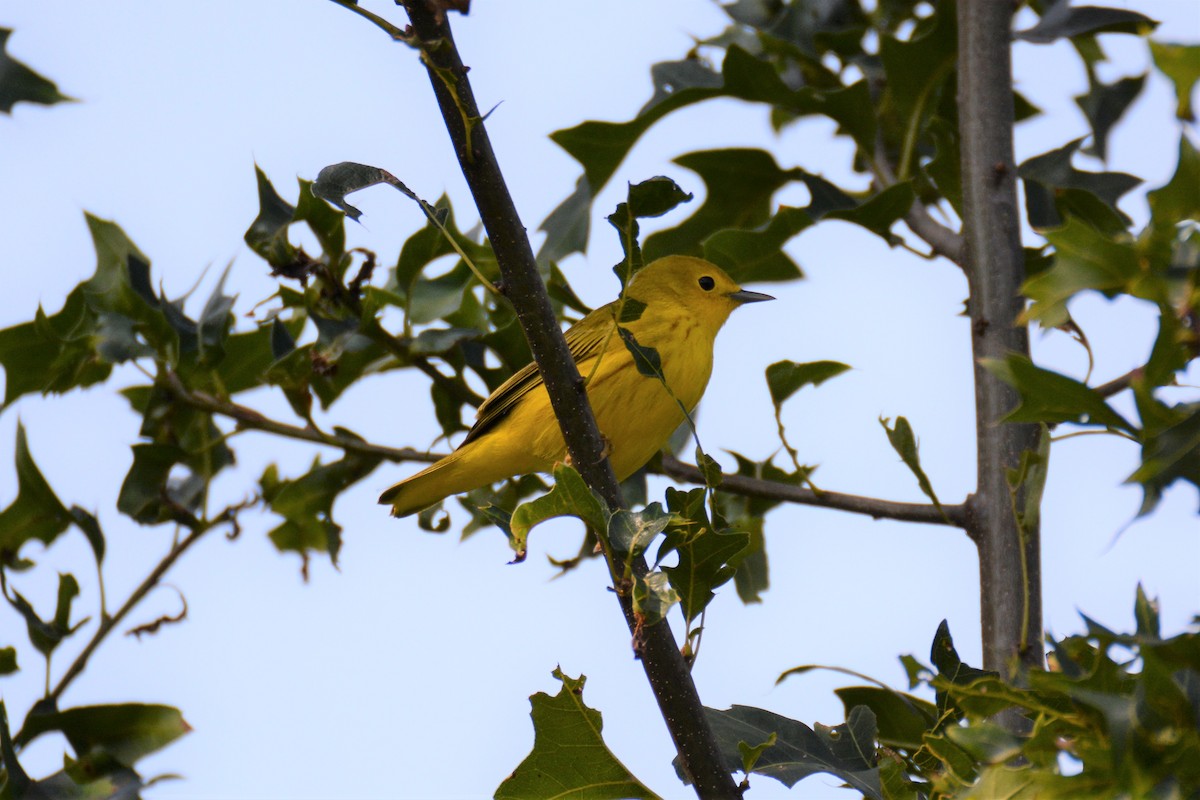 Yellow Warbler - ML67054331