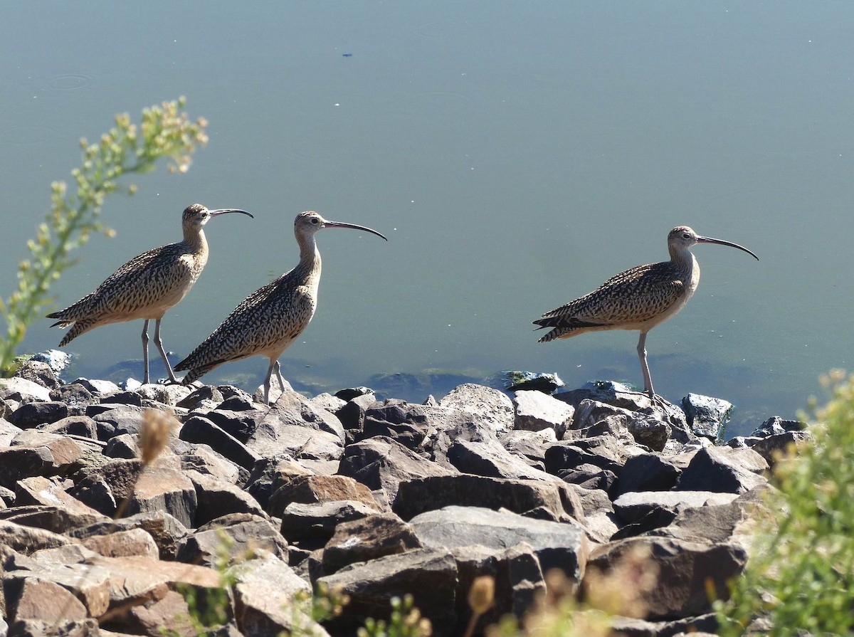 Long-billed Curlew - ML67055571