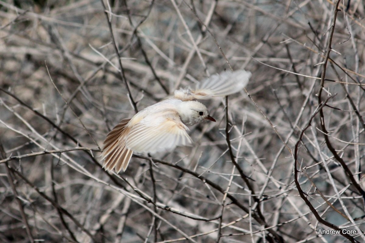 Vermilion Flycatcher - ML67056041