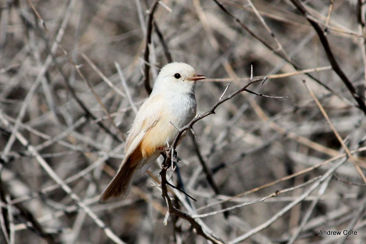 Vermilion Flycatcher - Andrew Core