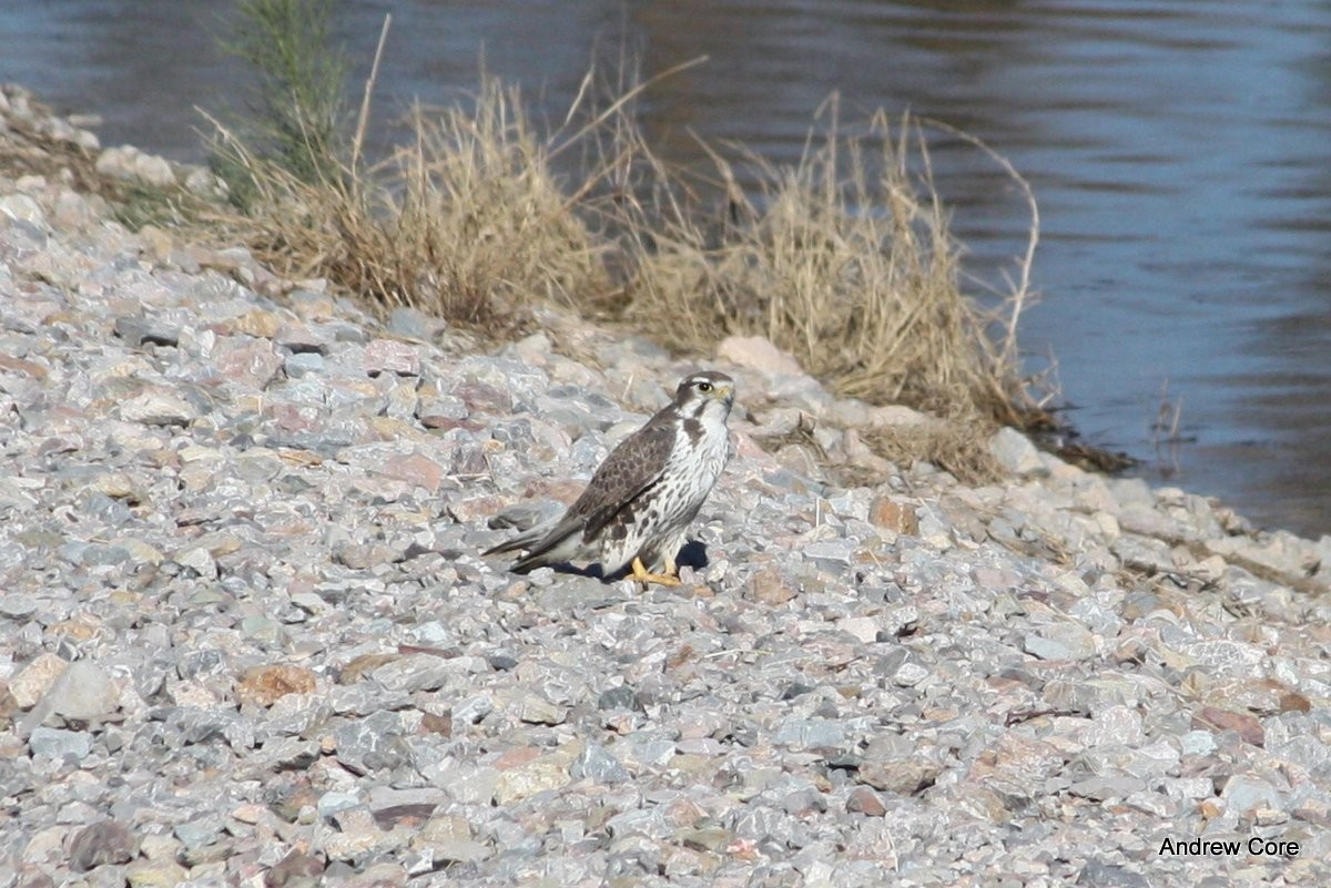 Prairie Falcon - Andrew Core