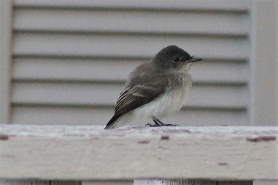 Eastern Phoebe - ML67056911