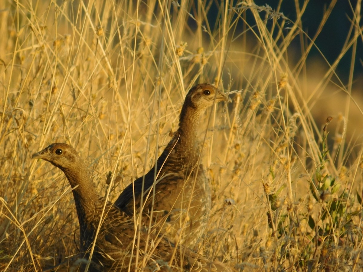 Dusky Grouse - ML67058231