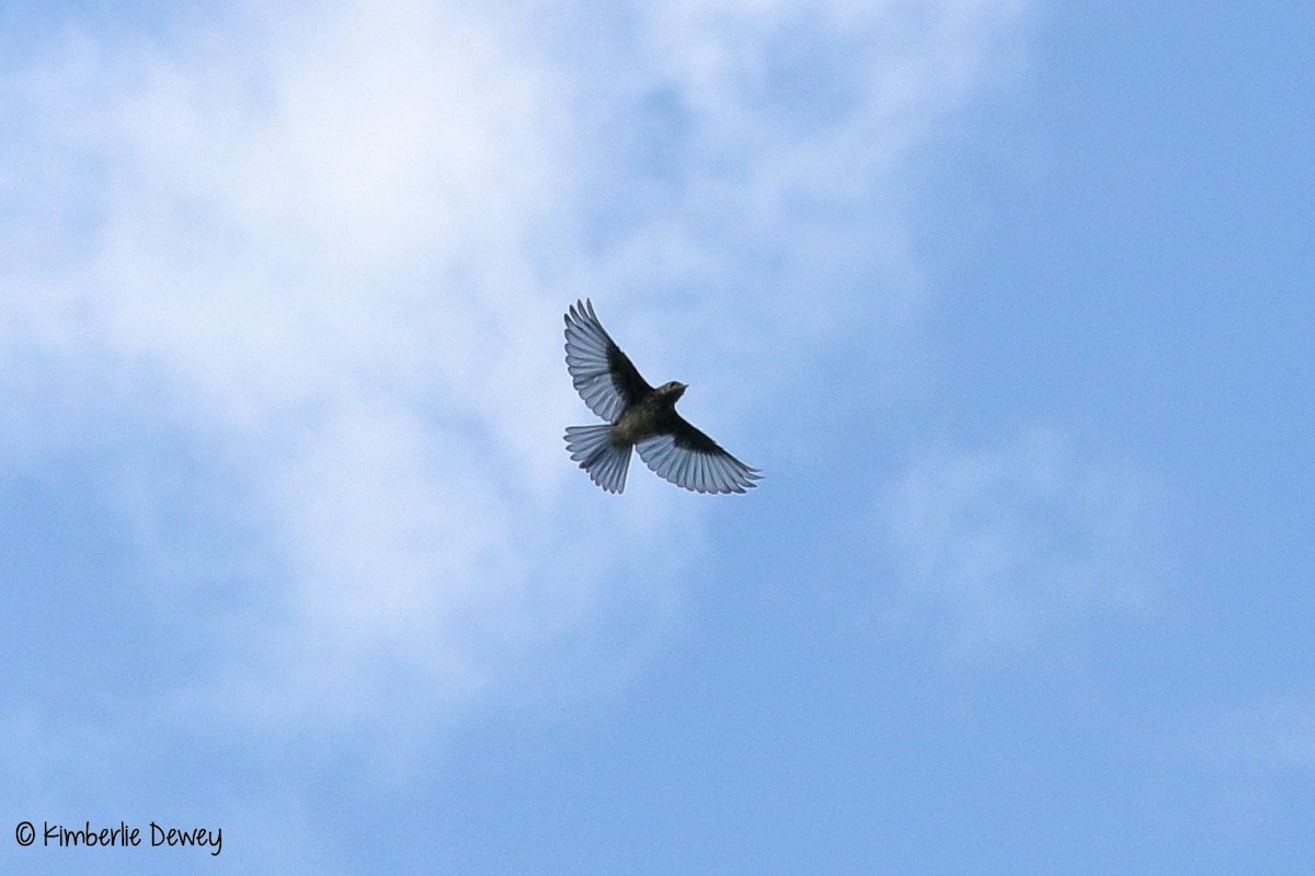 Eastern Bluebird - ML67058521