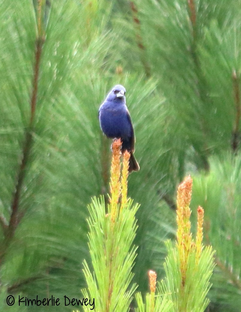 Blue Grosbeak - ML67058561