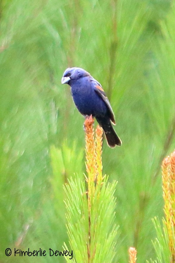 Blue Grosbeak - ML67058591