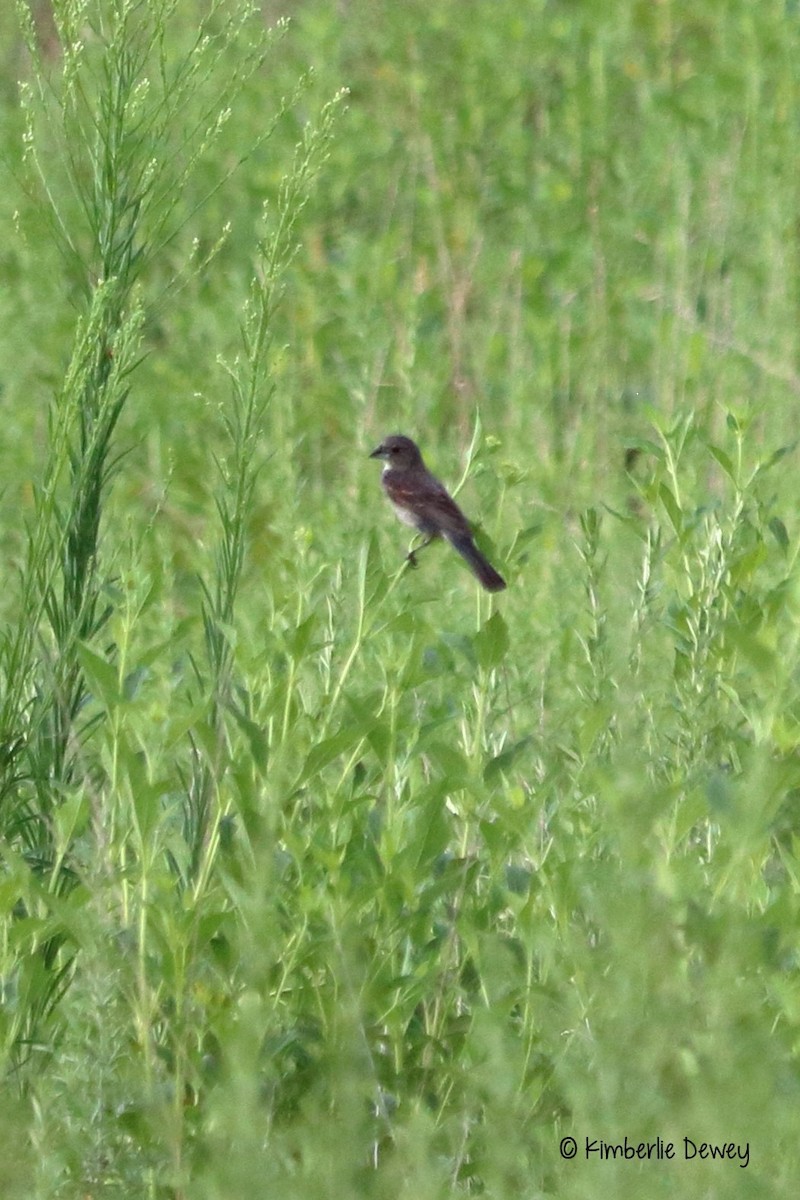Blue Grosbeak - ML67058601