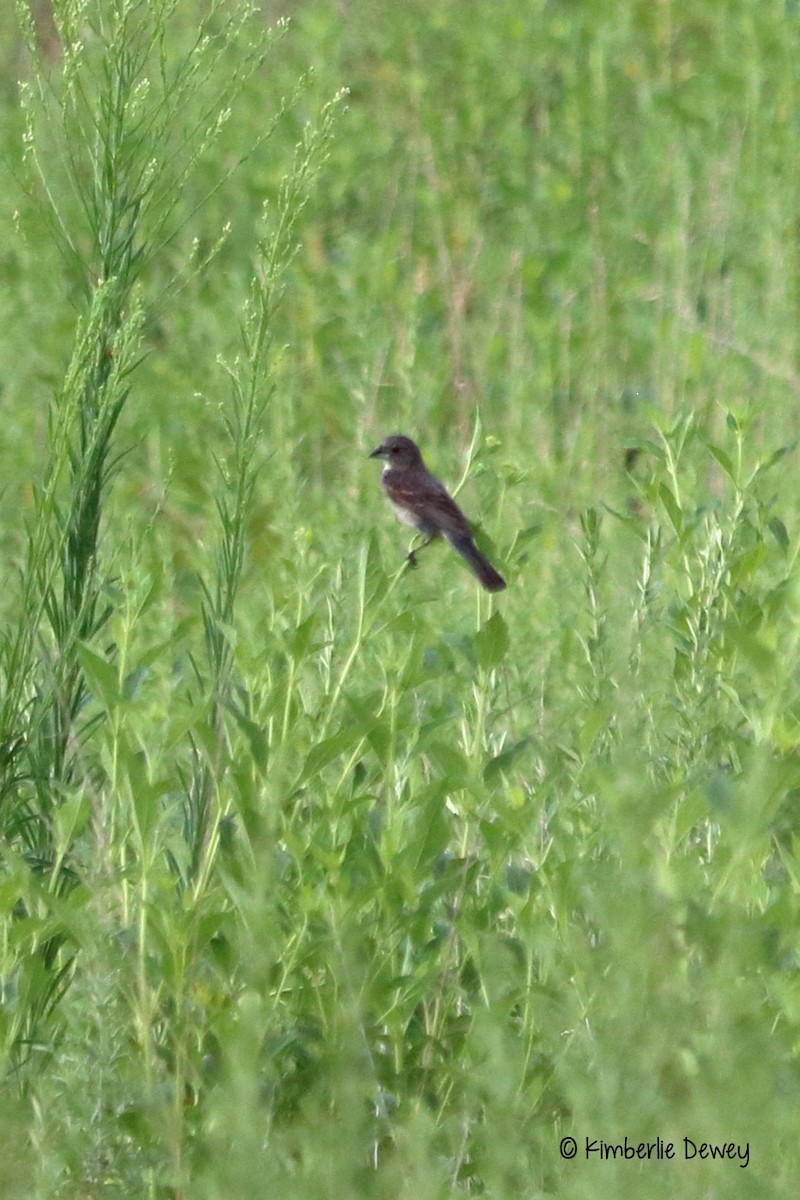 Blue Grosbeak - ML67058601