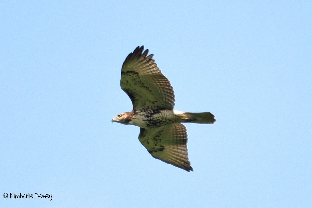 Red-tailed Hawk - ML67058641