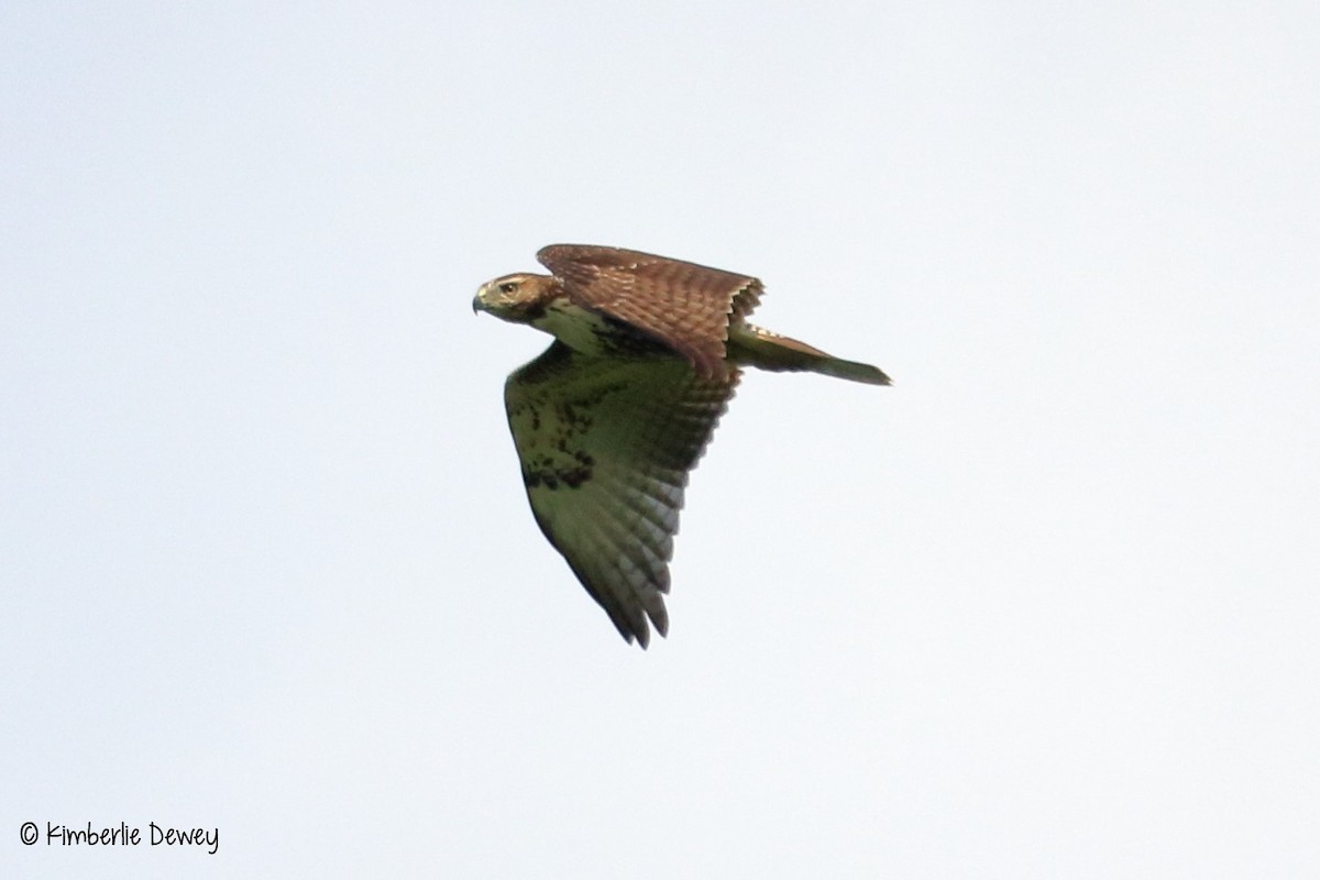 Red-tailed Hawk - ML67058671
