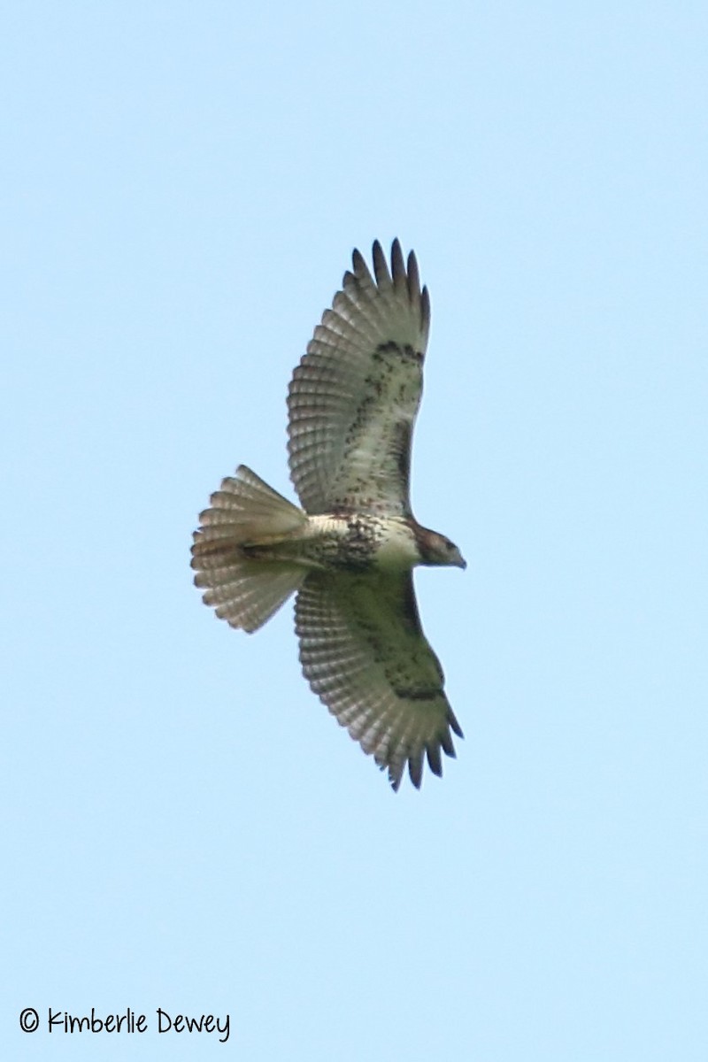 Red-tailed Hawk - ML67058731