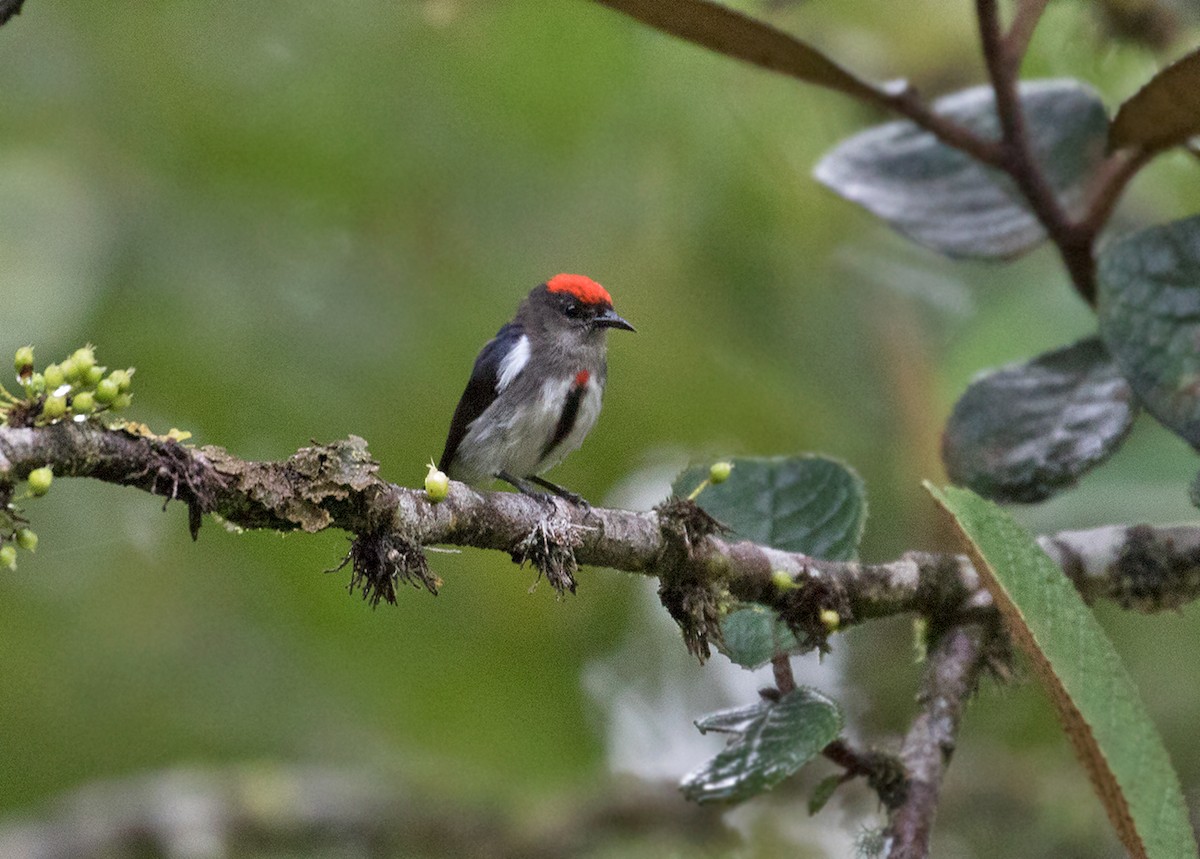 Crimson-crowned Flowerpecker - Sam Woods/Tropical Birding Tours