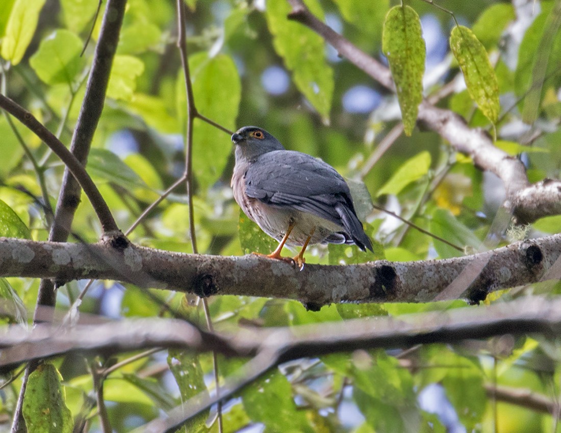 Small Sparrowhawk - ML67059821