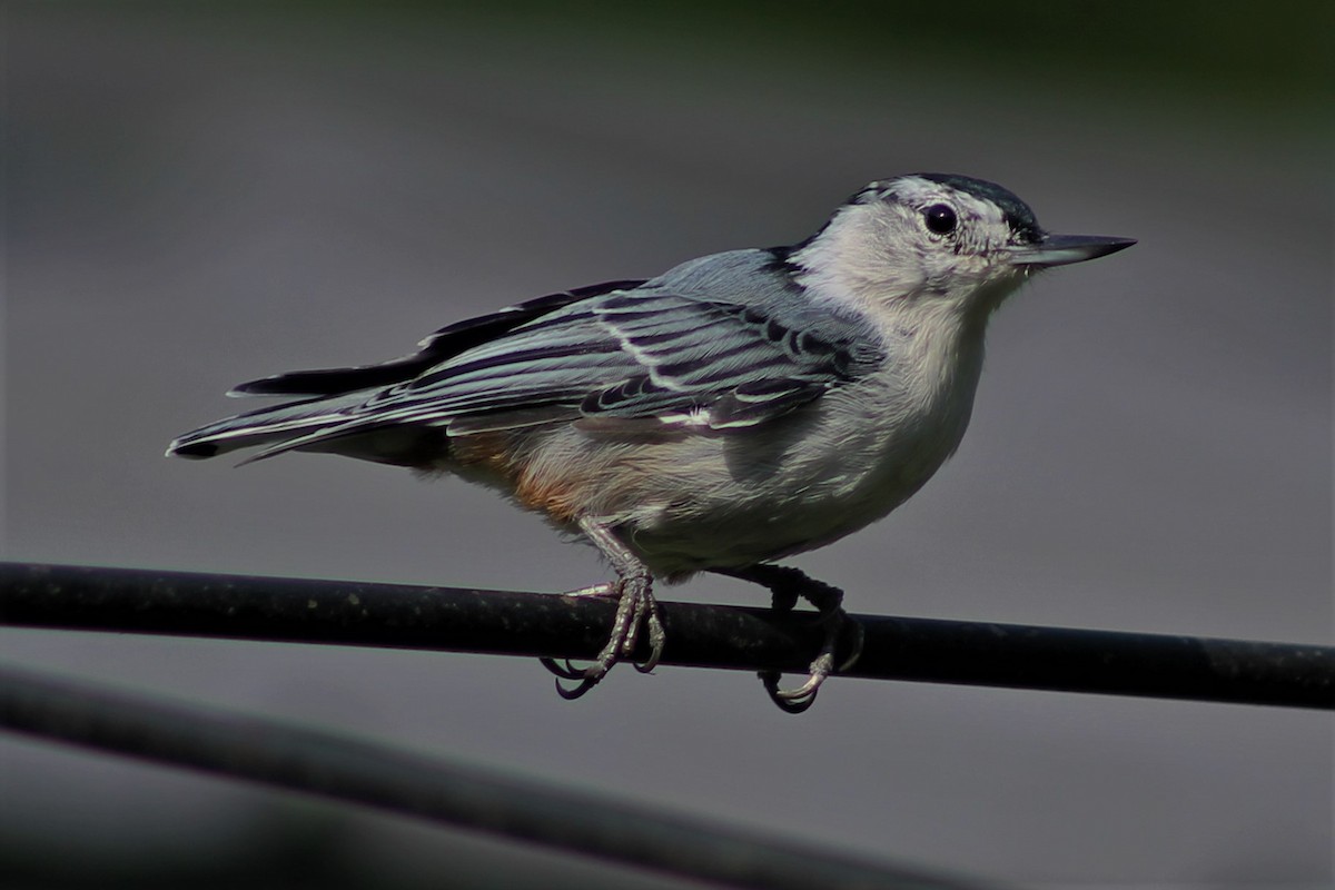 White-breasted Nuthatch - ML67060371