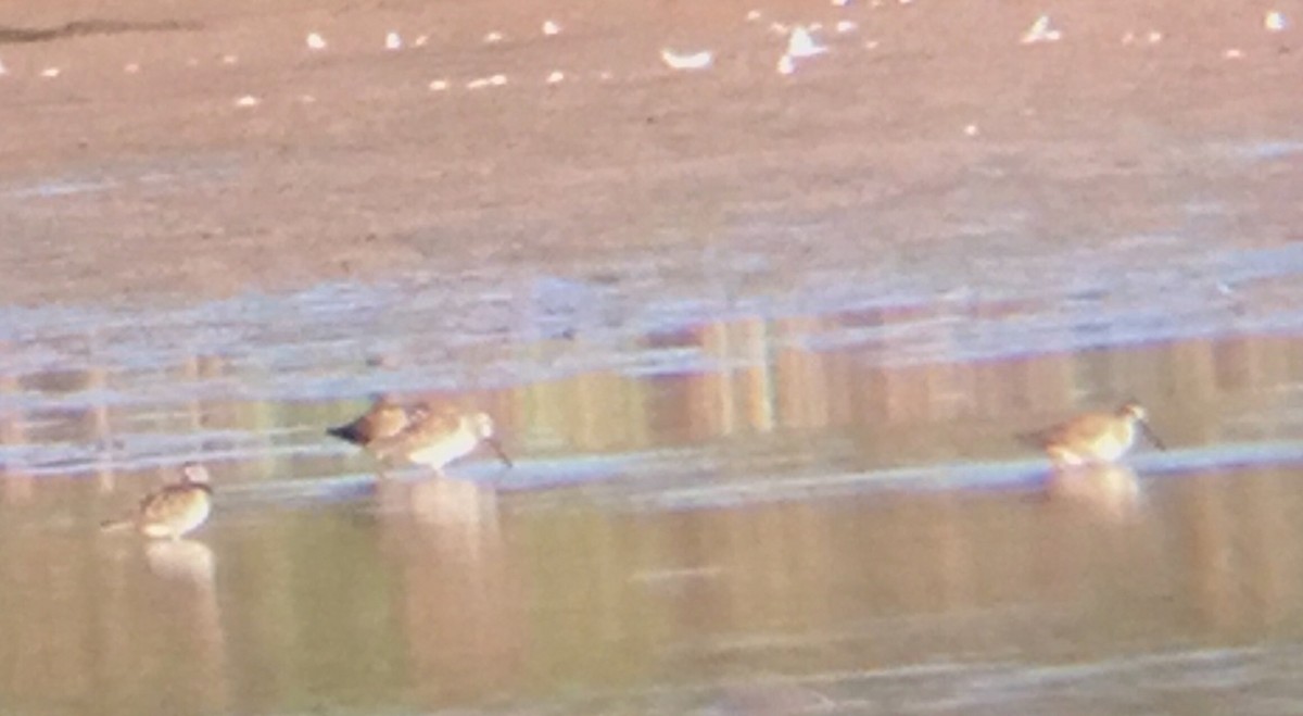 Short-billed Dowitcher - ML67062001