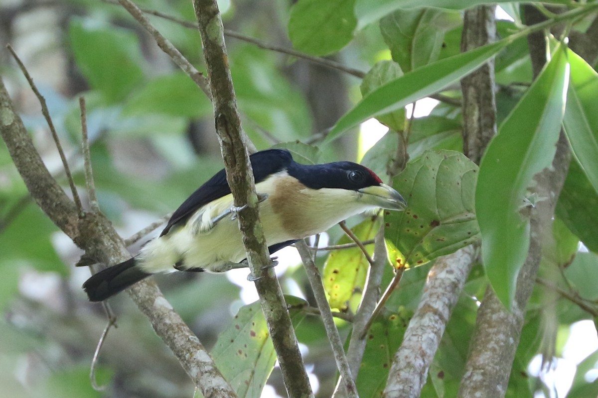 White-mantled Barbet - Trina Anderson
