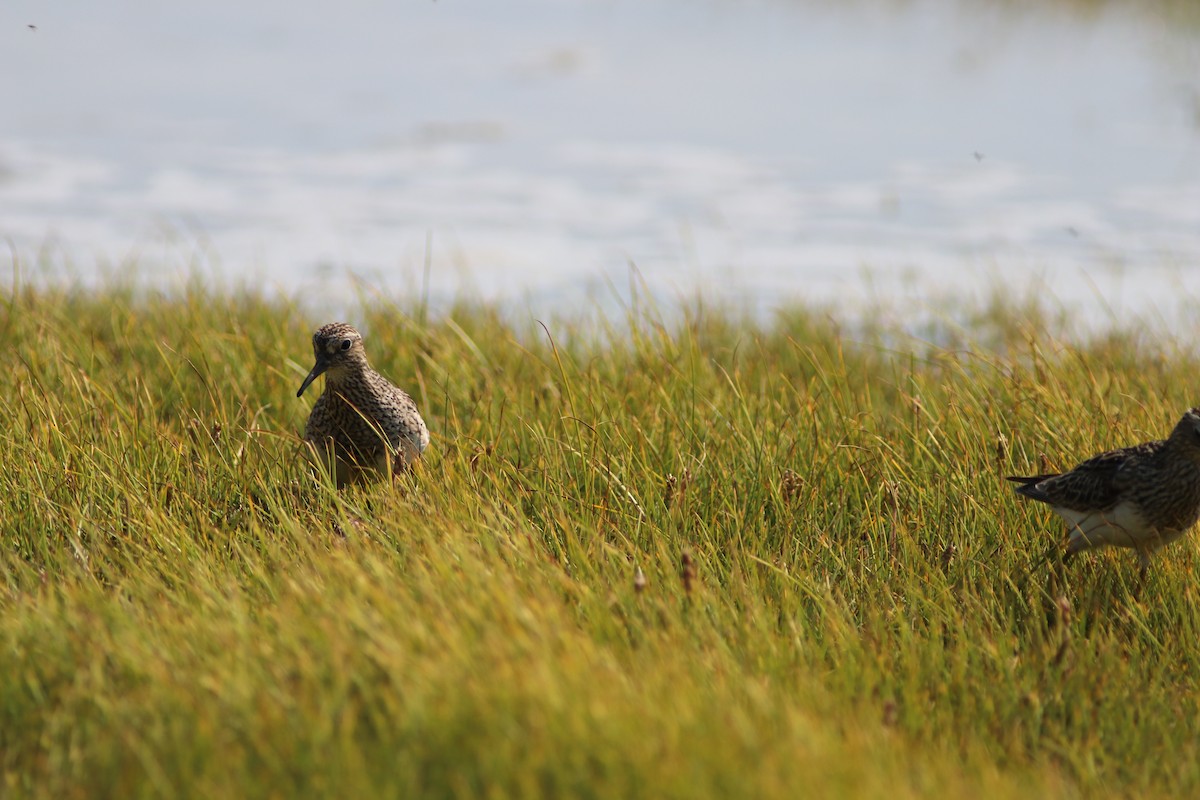 Pectoral Sandpiper - ML67064471