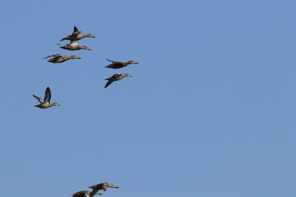 Northern Shoveler - ML67064751