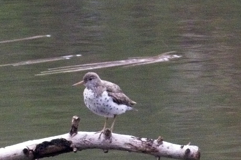 Spotted Sandpiper - Paul Fox