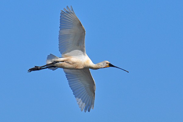 Spatola - ML67065821